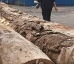 木材进出口报关报检服务Wood import and export customs declarat